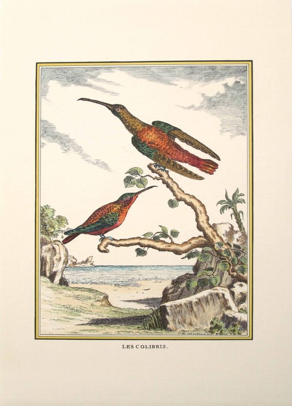 Les colibris